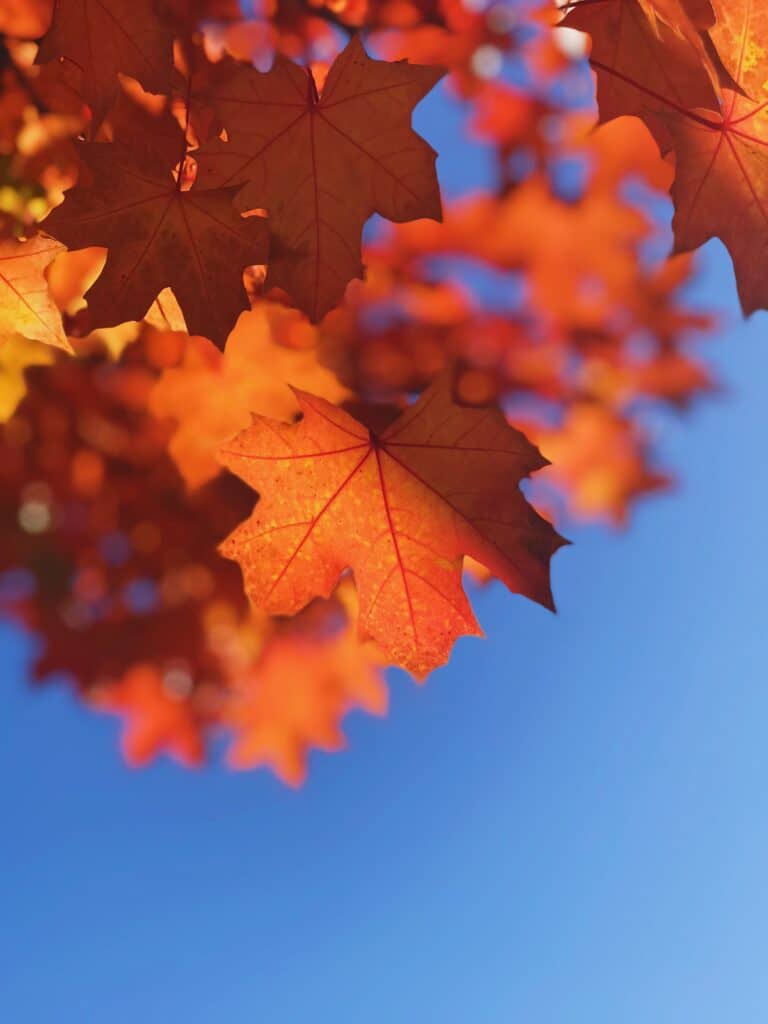 Fall leaves against a blue background.