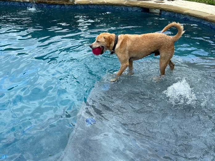 Experienced team providing Pool Service in Southwest Arlington, TX while performing routine cleaning and system maintenance