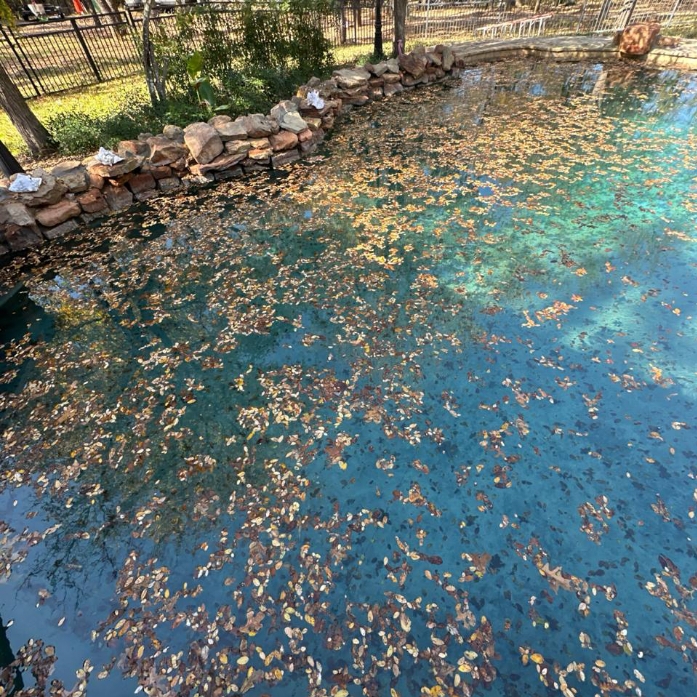 Professional technicians doing pool service near me in Southwest Arlington, TX to keep pools clean, balanced, and swim-ready