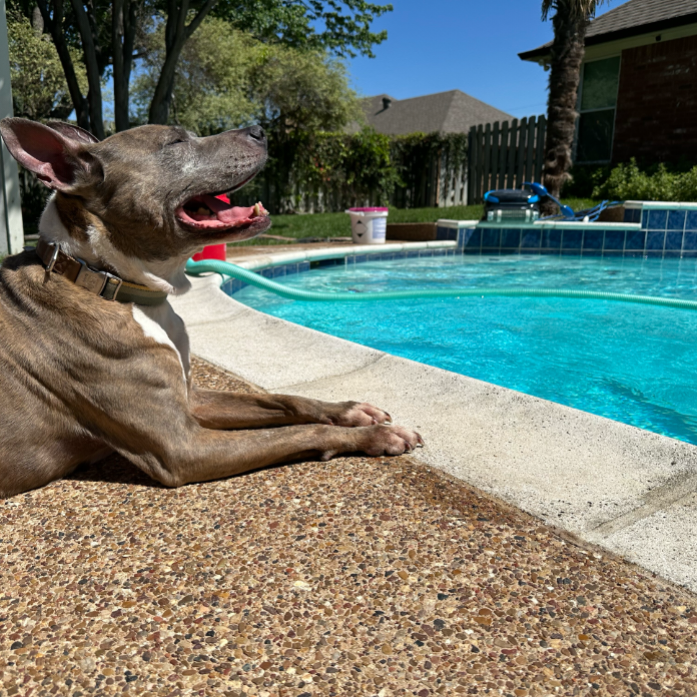 Experienced technicians providing Pool Pump Repair in Joshua, TX while diagnosing and repairing faulty pool pumps